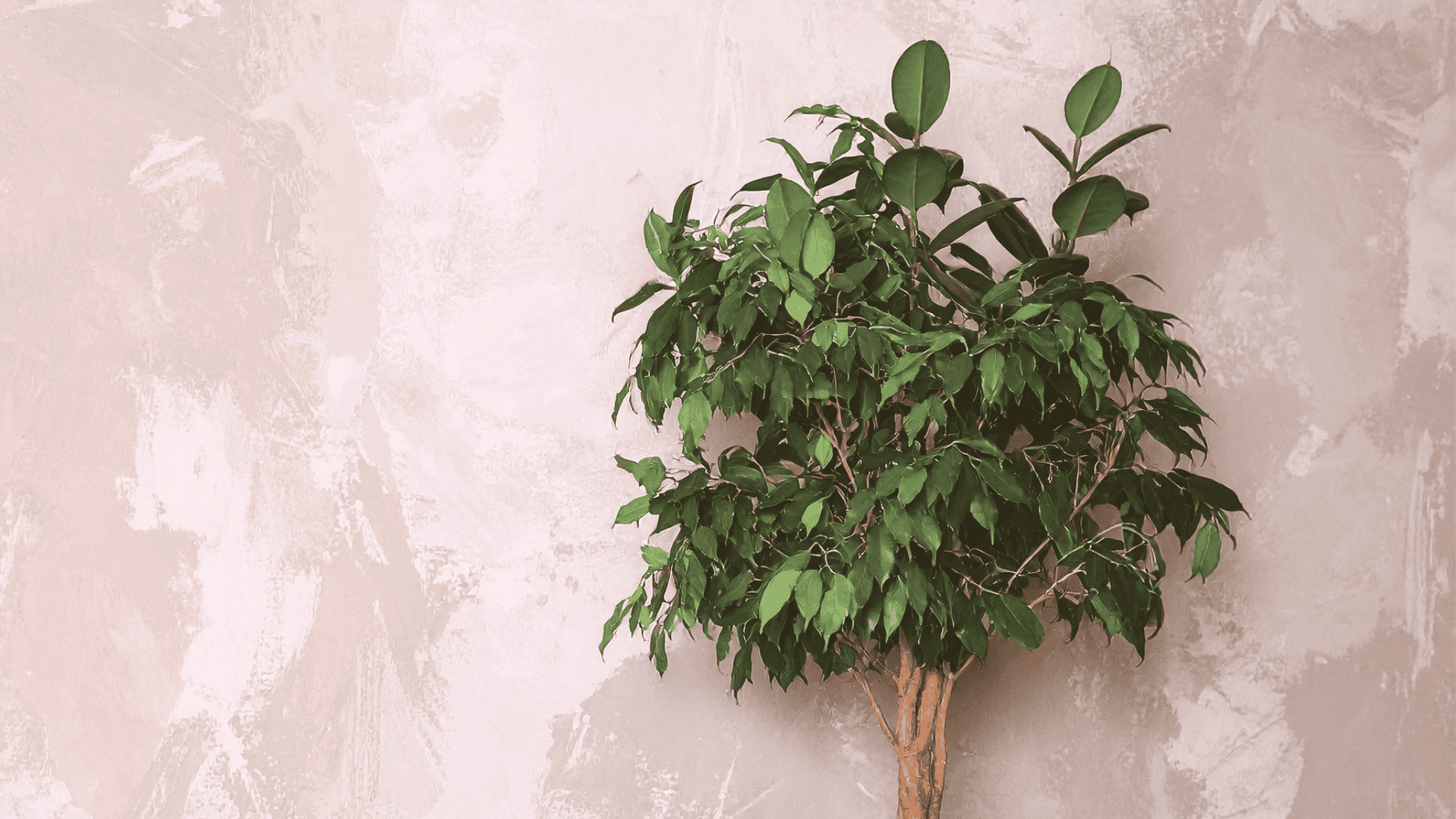 How to Style a Ficus Tree Indoors for a Designer Look