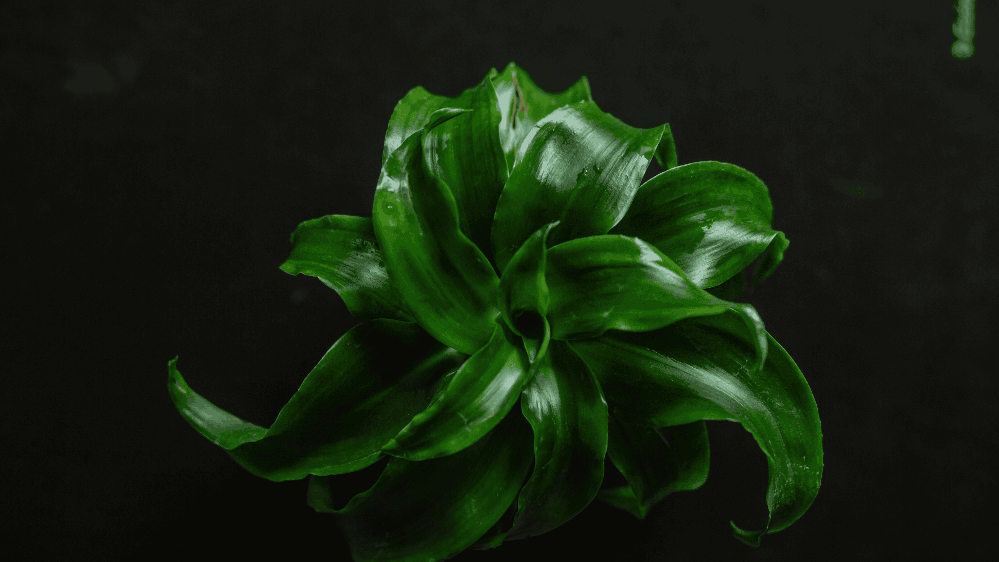 The Best Artificial Plants for Low Light Rooms